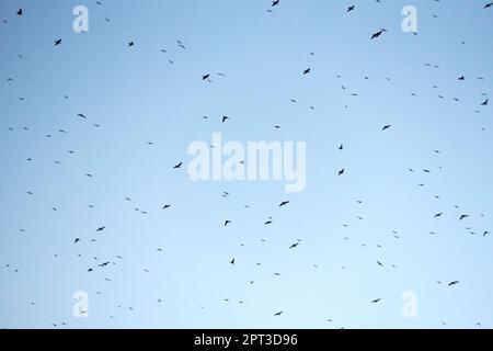 Freiliegender blauer Himmel voller Vögel, die über uns fliegen. Hintergrund, Chaos, schwarz und weiß, Flug, Stockfoto