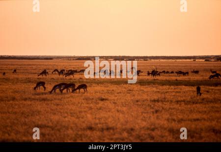 Springbock (Antidorcas marsupialis), Central Kalahari Game Reserve, Ghanzi, Botswana, Afrika Stockfoto