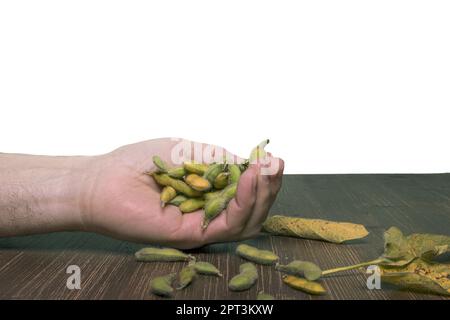 Einige Beeren der Sojabohnenpflanze auf einem Holztisch und einem transparenten Hintergrund Stockfoto