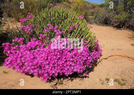 Farbenfrohe Frühlingswildblumen, Namaqualand, Nordkap, Südafrika Stockfoto