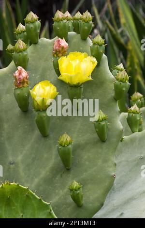 Grüner Kaktus mit leuchtend gelben und roten Blumen, die im Frühling und Sommer blühen Stockfoto