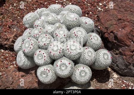 Schöner tropischer grüner Epithelantha micromeris Cactus, auch bekannt als Button Cactus oder Ping-Pong Ball Cactus, erblüht im Frühling Stockfoto