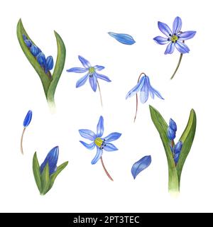 Aquarell-botanische Darstellung blauer siberica-Scillas isoliert auf weißem Hintergrund. Frühlingsblumen für Einladungsdesign, Muster Stockfoto