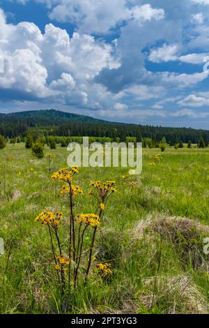 Typische Frühlingslandschaft in der Nähe von Stozec, Nationalpark Sumava, Tschechische Republik Stockfoto