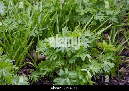 Frisches grünes Laub und unreife Samenschoten von Winteraconit Eranthis hyemalis im britischen Garten April Stockfoto