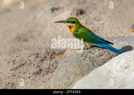 Ein blauer Bienenfresser, der im Boden ruht Stockfoto