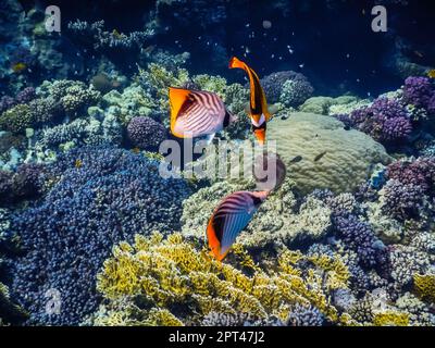 Drei bunte Fische fressen eine Qualle in der Nähe von wunderschönen Korallen, während sie in ägypten schnorcheln Stockfoto