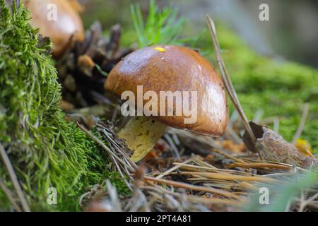 Suillus variegatus ist eine Art von essbaren Pilzen, die im Wald als Samtbolete oder Variegated Bolete bezeichnet wird Stockfoto