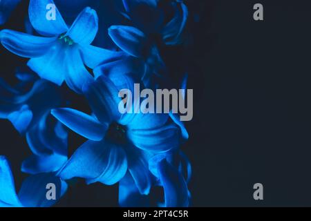 Hyazinthe blüht unter blauem Licht in der dunklen Nahaufnahme Stockfoto