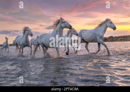 Herde von weissen Pferden durch das Wasser laufen. Bild in der Camargue, Frankreich. Stockfoto