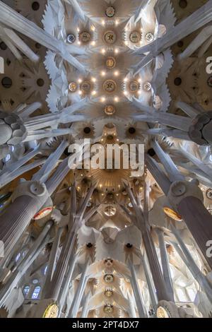 BARCELONA, SPANIEN - 22. AUGUST 2022: Decke des Schiffes - Innenraum der Sagrada Familia Stockfoto