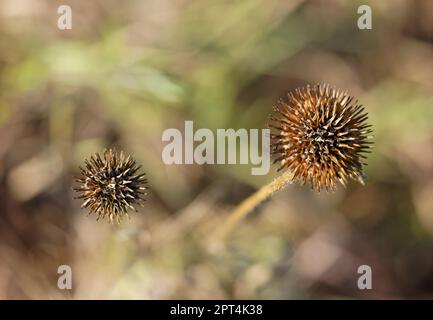 Zwei wunderschöne getrocknete Ostersaatköpfe auf einem grasbedeckten Feld im Spätsommer Stockfoto
