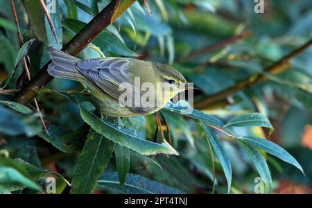 Zilpzalp, Gemeiner Chiffchaff, während der Wanderung nach Süden. Hier ruht man sich aus und sucht nach Essen. In Deutschland, Nordrhein-Westfalen, Ahsewiesen in Stockfoto