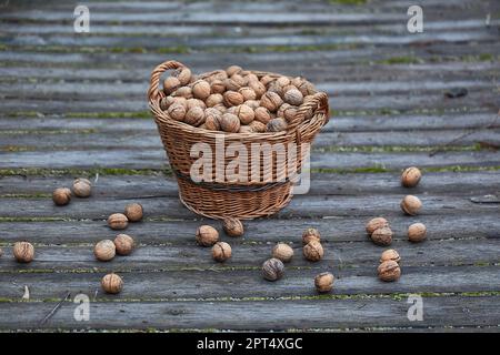 Walnüsse in einem Korb gesammelt Stockfoto