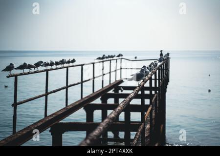 Perspektivische Ansicht Nahaufnahme von Reihen von Möwen, die auf der Stahlkonstruktion eines verlassenen Piers am Meer stehen Stockfoto