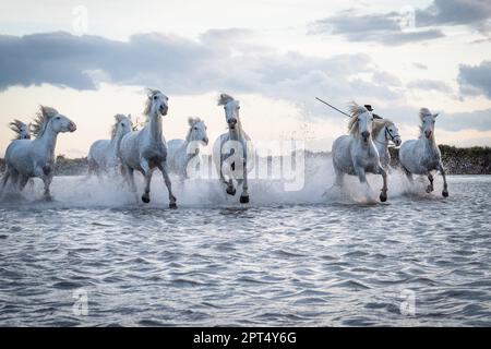 Weiße Pferde sind galoping im Wasser alle über das Meer in der Camargue, Frankreich. Stockfoto