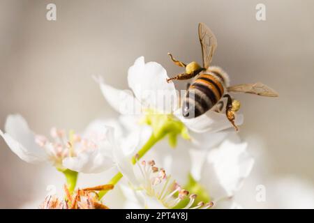 Honigbiene Ernte Pollen von blühenden Baum Knospen. Stockfoto