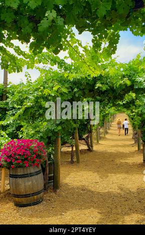 Junges Paar bei einem Spaziergang durch den Weinanbaugebiet. Stockfoto