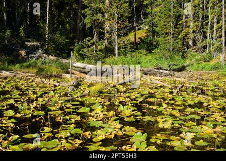 ISA Lake, ein noch immer mit Seerosenböden bedeckter Teich an der kontinentalen Wasserscheide am Craig Pass im Yellowstone-Nationalpark Stockfoto