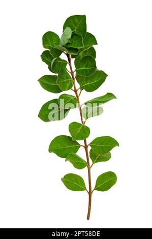 Blattrebe isoliert auf weißem Hintergrund Stockfoto