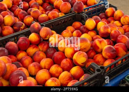 Auf dem Markt verkaufte Packungen mit frischem Aprikosenobst. Aprikosen ernten, viele frische Aprikosen Stockfoto