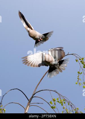 Zwei Tauben mit Kragen ziehen von einer Birkenspitze ab. Stockfoto