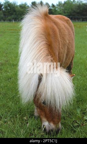 Shetland-Ponys auf einem Feld. Stockfoto