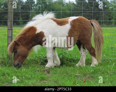 Shetland-Ponys auf einem Feld. Stockfoto