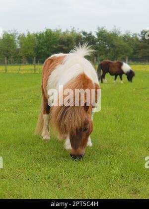 Shetland-Ponys auf einem Feld. Stockfoto