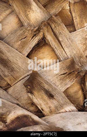 Nahaufnahme der Palmenrinde Stockfoto