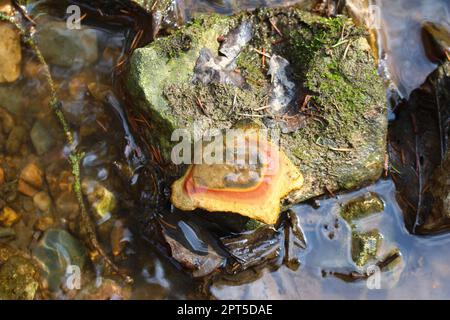 Nasser Stein aus einem Fluss mit konzentrisch-zonalem Muster - Liesegang Ringe Stockfoto