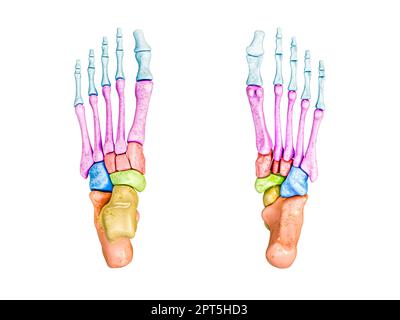 Untere und obere Ansicht der Fußknochen, beschriftet mit Farben 3D-Darstellung isoliert auf Weiß mit Kopierbereich. Menschliche Skelettanatomie, medizinisch Stockfoto