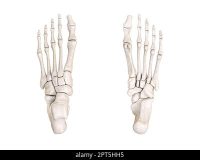 Untere und obere Ansicht der Fußknochen, beschriftet mit Farben 3D-Darstellung isoliert auf Weiß mit Kopierbereich. Menschliche Skelettanatomie, medizinisch Stockfoto