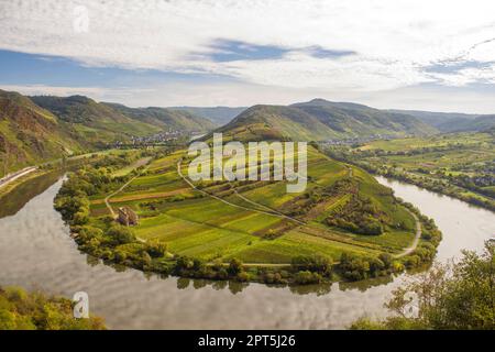 Blick auf eine flussbiegung der Mosel in der Eifelgemeinde Bremm in Deutschland im Sommer. Von den Weinbergen von Calmont aus gesehen, mit blauem Himmel. Stockfoto