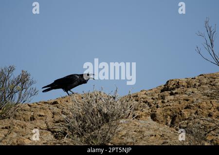 Kanarische Inseln Rabe Corvus corax canariensis Calling. Cruz de Pajonales. Der Nublo Rural Park. Tejeda. Gran Canaria. Kanarische Inseln. Spanien. Stockfoto