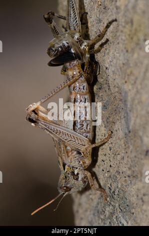 Nymphe der marokkanischen Heuschrecke Dociostaurus maroccanus im Häutungsprozess. Pajonales. Reserve von Inagua. Tejeda. Gran Canaria. Kanarische Inseln. Spanien. Stockfoto