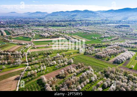 Frühling im Renchtal im Ortenau, Baumblüte, blühende Kirschbäume, Drohnenfoto, Sasbach, Baden-Württemberg, Deutschland Stockfoto