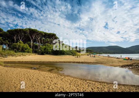 Strand und alte Kiefern, Spiaggia di Baratti, Baratti, in der Nähe von Piombino, Maremma, Provinz Livorno, Toskana, Italien Stockfoto