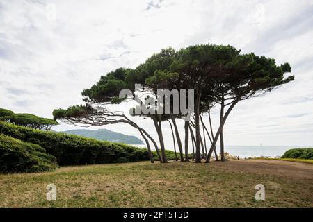 Strand und alte Kiefern, Spiaggia di Baratti, Baratti, in der Nähe von Piombino, Maremma, Provinz Livorno, Toskana, Italien Stockfoto