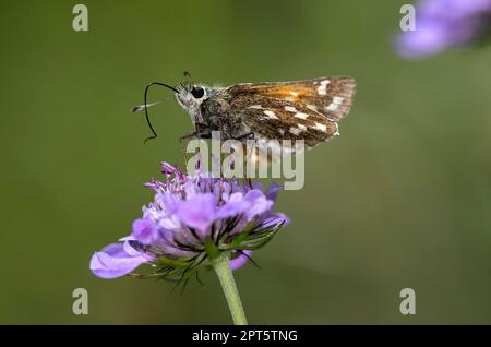 Silberfleck-Skipper (Hesperia-Komma), Wallis, Schweiz Stockfoto