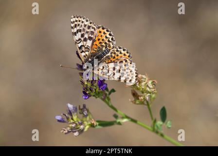 Fleckfritillar (Melitaea didyma), Wallis, Schweiz Stockfoto