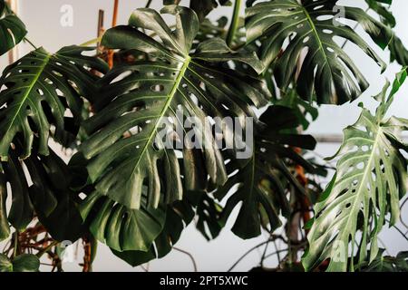 Tropischer Dschungelgrüner Hintergrund, Monstera Deliciosa-Blätter an der Wand mit dunkelgrünem, naturbelassenem Blumenmuster im Waldmotiv Hintergrund Stockfoto