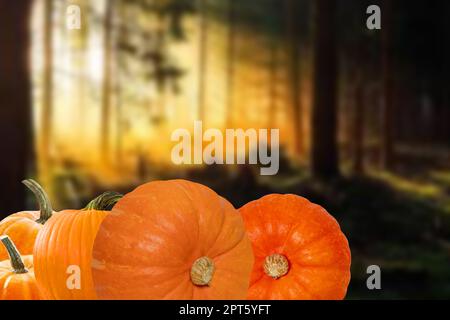 Halloween Hintergrund. Fünf Kürbisse vor einem Glühen im dunklen abstrakten mystischen Wald bei Nacht mit Platz für Design. Halloween-Vorlage. Stockfoto