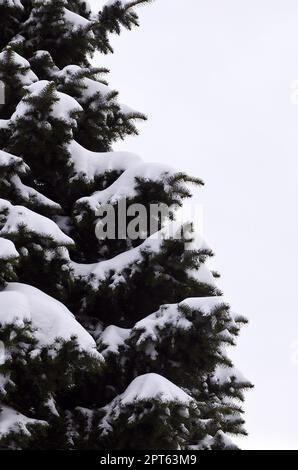 Russischen Zweig der Grüne Tanne. Grünen stacheligen Zweige der Pine Tree unter dem Schnee close-up Stockfoto