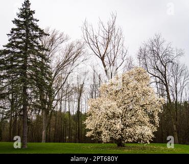 Magnolienbaum voller weißer Blüten : ein erstes Frühlingszeichen in Vermont Stockfoto