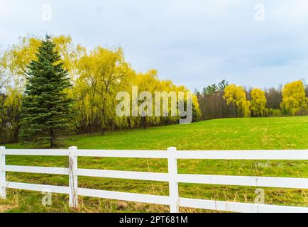 Im Frühling in Vermont gibt es wunderschöne Weeping Willows mit ihren gelben grünen langen Zweigen, die die Landschaft bedecken Stockfoto