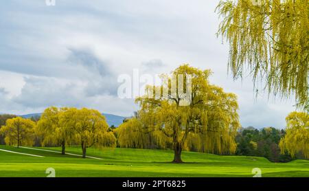 Im Frühling in Vermont gibt es wunderschöne Weeping Willows mit ihren gelben grünen langen Zweigen, die die Landschaft bedecken Stockfoto