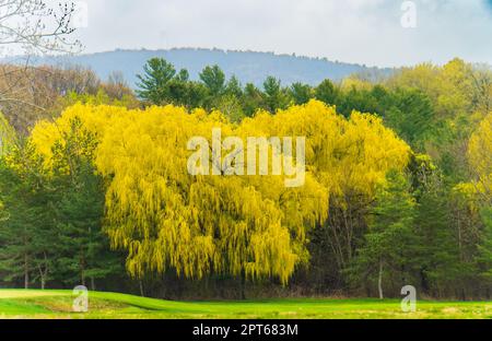 Im Frühling in Vermont gibt es wunderschöne Weeping Willows mit ihren gelben grünen langen Zweigen, die die Landschaft bedecken Stockfoto