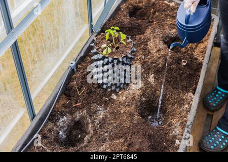 Nahansicht der Beetvorbereitung durch Bewässerung von Beeten, um Löcher in Beeten für die Pflanzung von Setzlingen zu vertiefen. Schweden. Stockfoto
