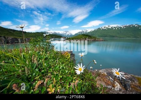 Garten Eden mit Blick über Kukak Bay zum Vulkan Kukak, Mount Steller, Mount Denison, Katmai Nationalpark, Alaska, USA Stockfoto
